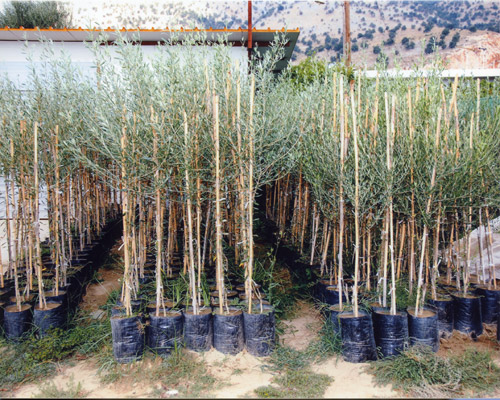 ΠΑΠΑΓΙΑΝΝΗΣ ΑΝΔΡΕΑΣ